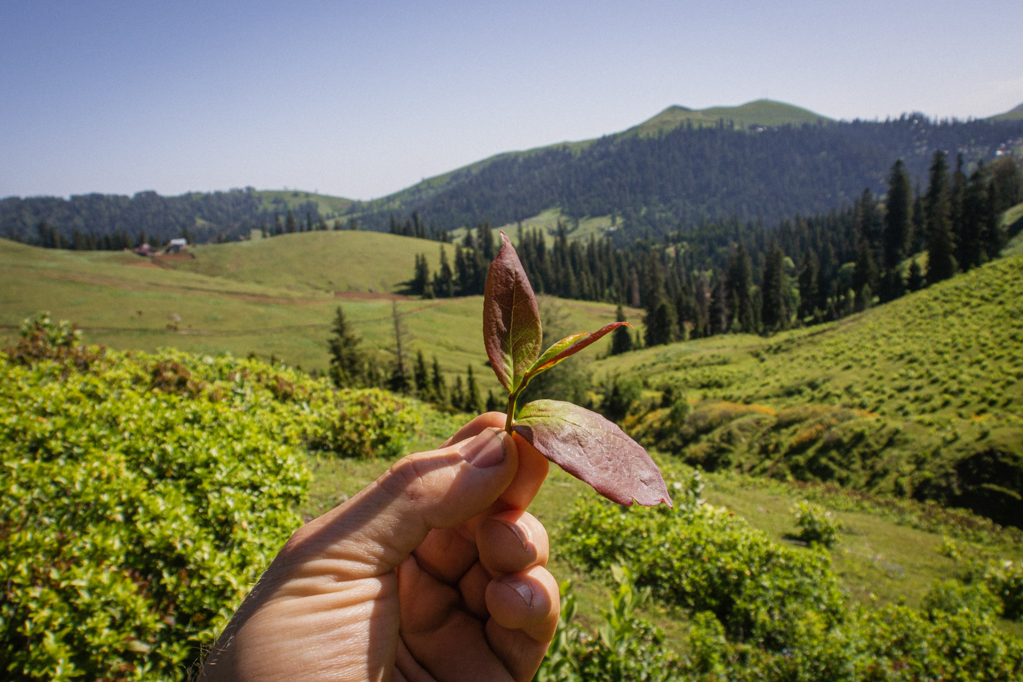 Wild blueberry leaves high in the Caucasus Wild blueberry leaves high in the Caucasus