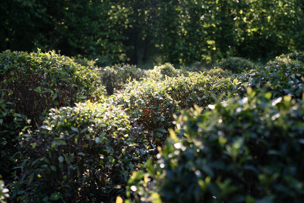 Sunlit green shrubs with a soft focus in a natural setting.