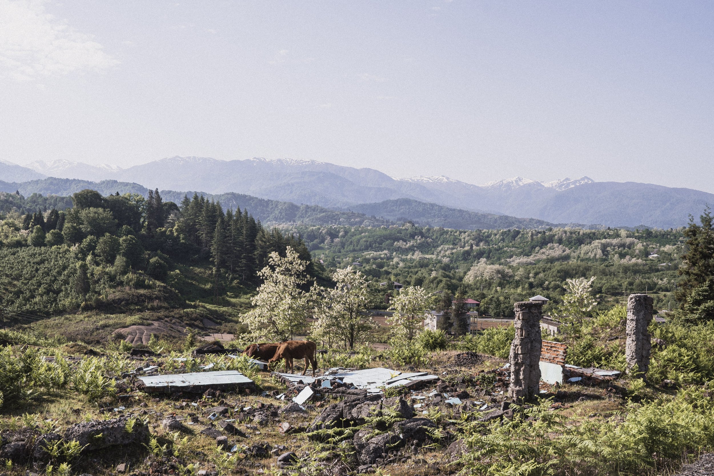 Scenic Landscape with Mountains and a Cow A scenic landscape featuring mountains in the background and a cow grazing among ruins.