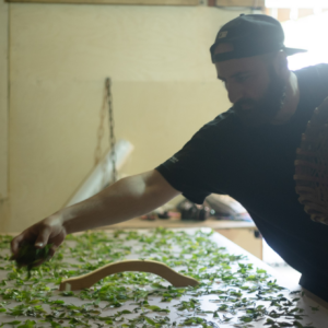 Tornike Shekiladze placing tea leaves on a flat surface in a workshop environment.