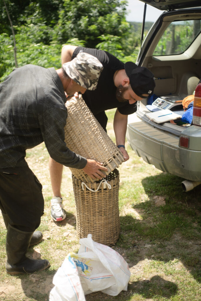 Two men working together to collect wild tea leaves
