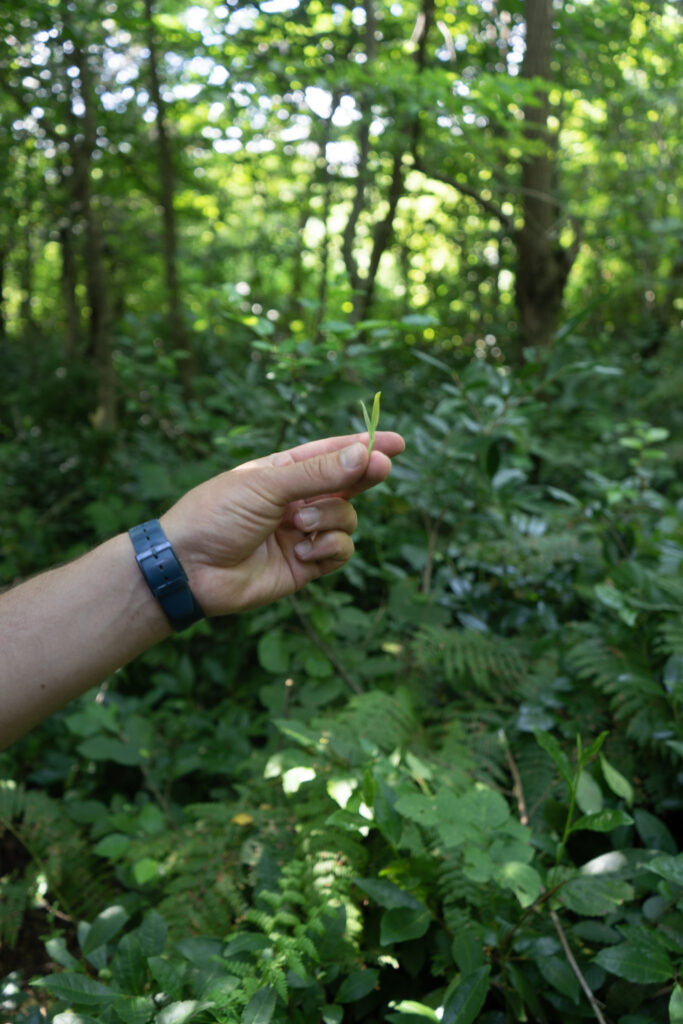 A hand holding a small wild tea leaf in a forested area with greenery in the background.