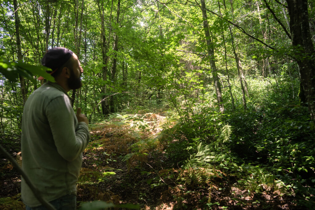 A man with a beard standing in a forest, surrounded by green trees and foliage.