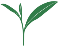 Illustration of a green tea leaf with two leaves on a single stem.