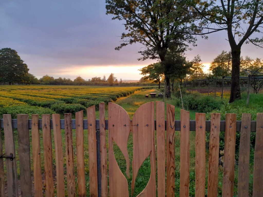 Wooden fence with a heart-shaped cutout leading to a field of greenery and trees under a cloudy sky.
