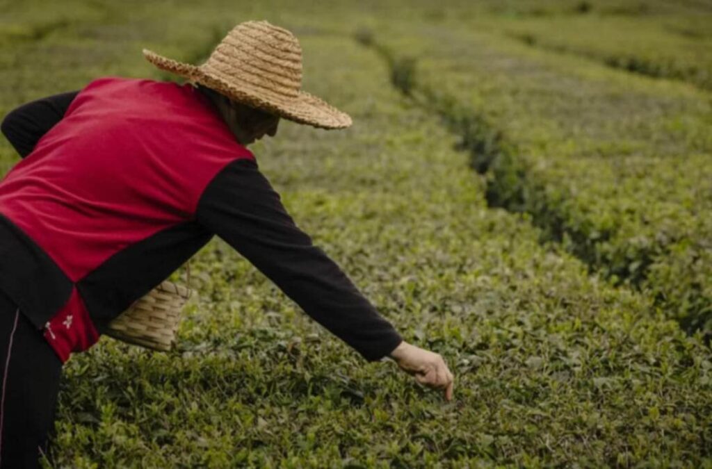 Individual wearing a straw hat and red vest picking tea leaves in a green field.
