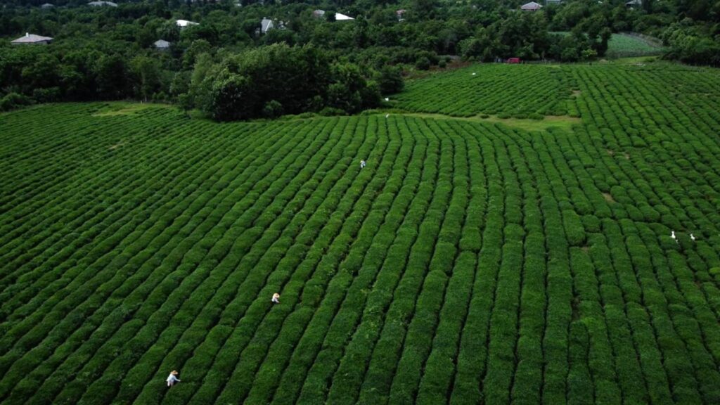 Aerial view of a tea plantation featuring neatly trimmed green tea bushes in rows.