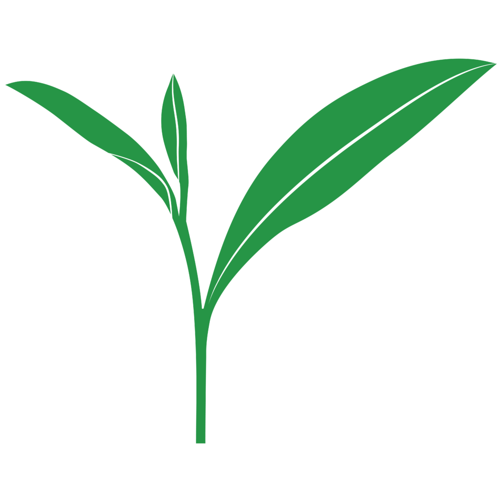 Illustration of a green tea plant with two leaves and a stem.