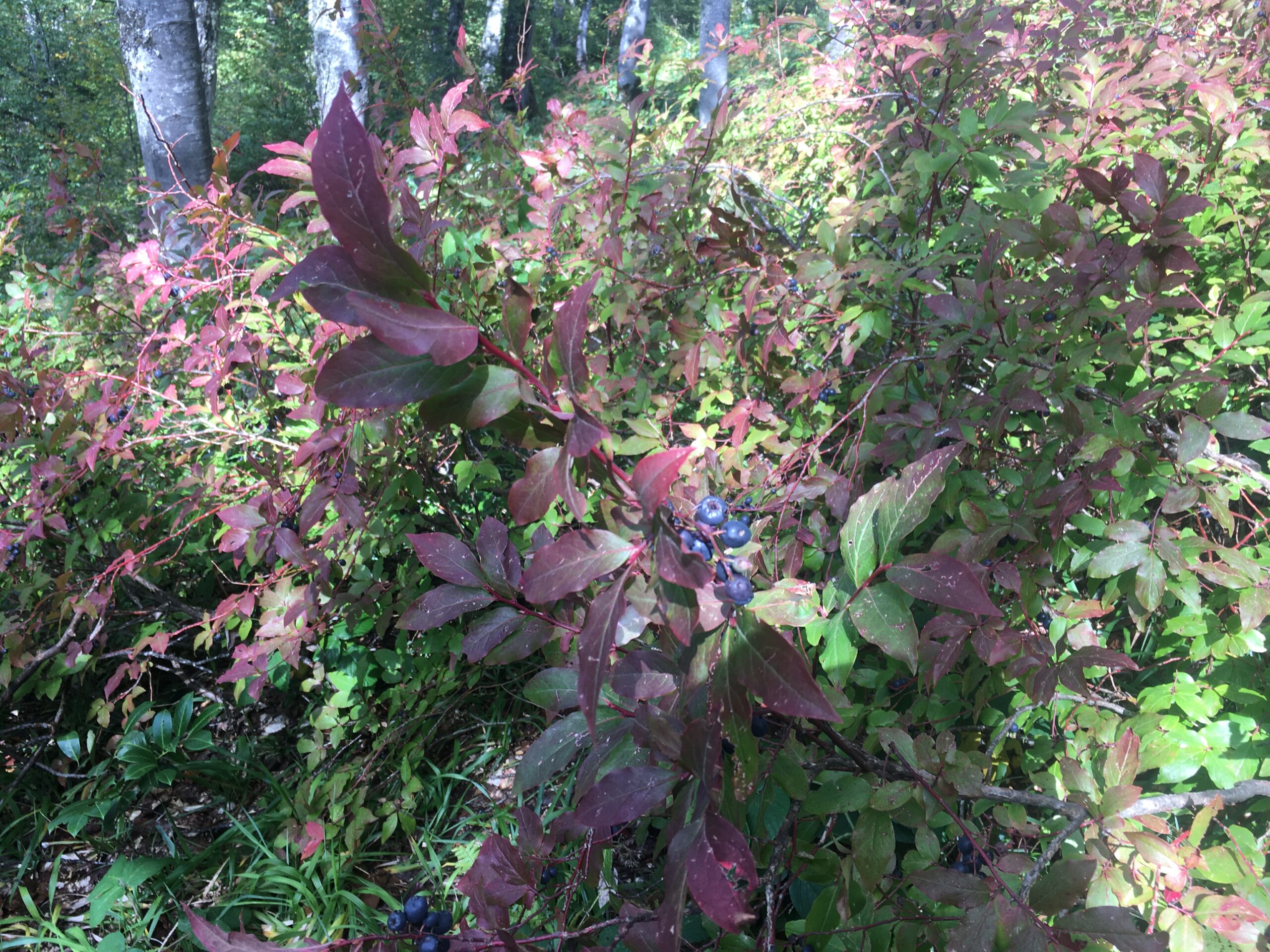 Blueberry Bush with Colorful Leaves A blueberry bush with clusters of blueberries and colorful leaves in shades of green and red.