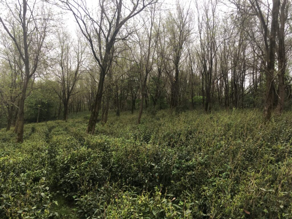 Dense tea plants growing in a forested area with bare trees in the background.