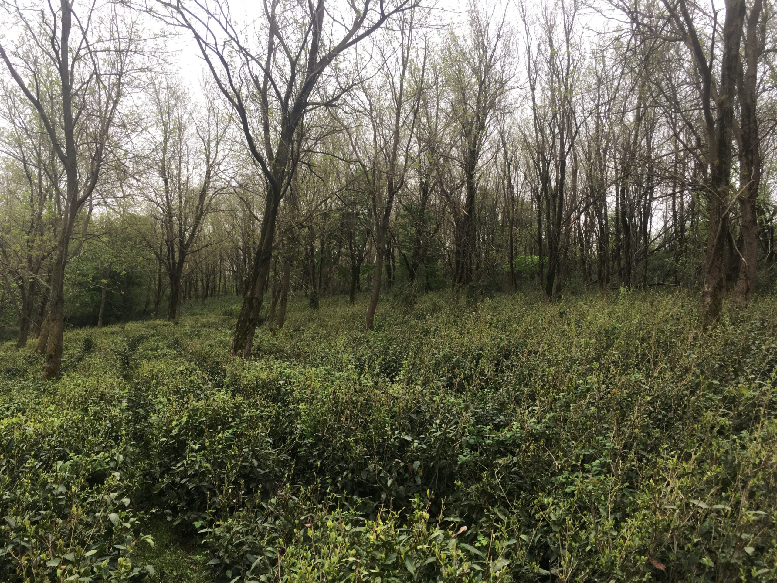 Dense tea plants growing in a forested area with bare trees in the background.