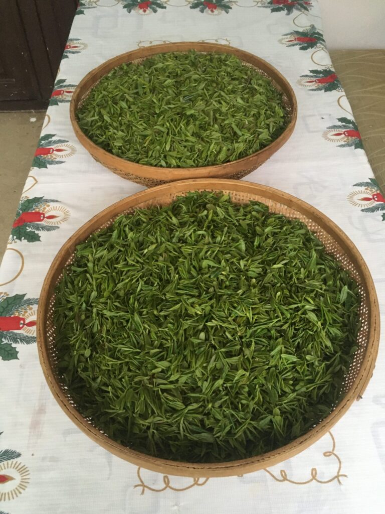 Two round bamboo baskets filled with fresh green tea leaves on a table.