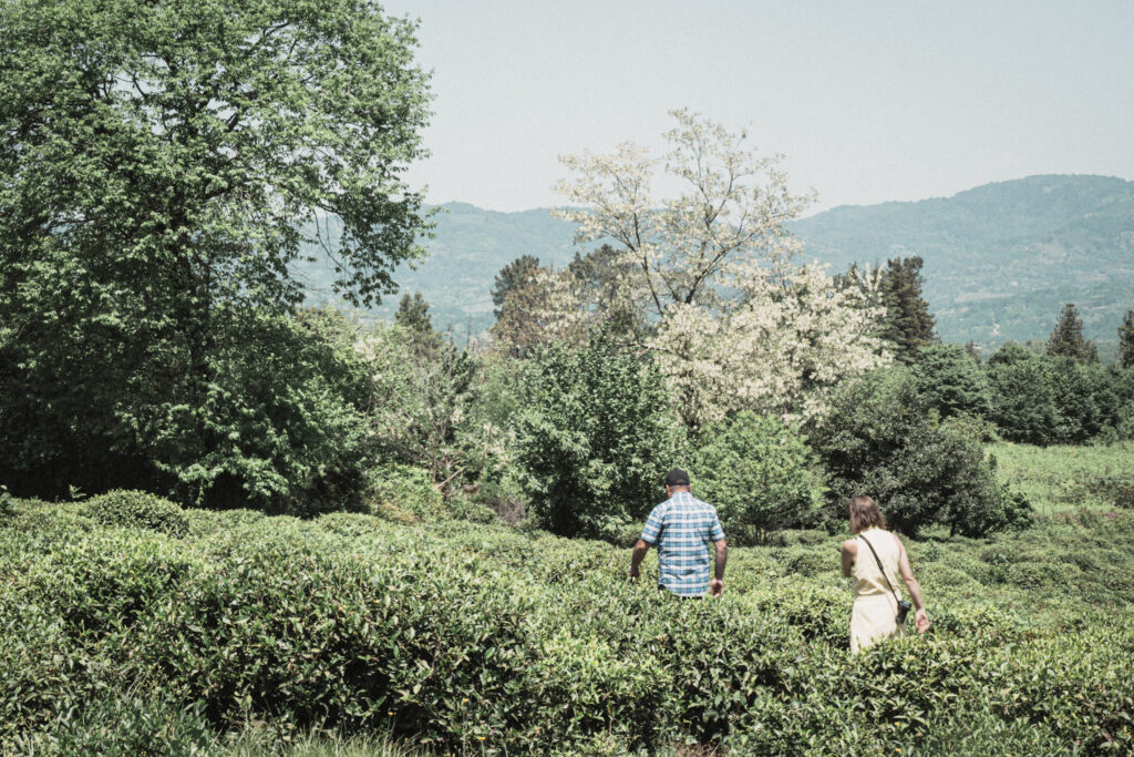Shemokmedi plantation in Nagomari