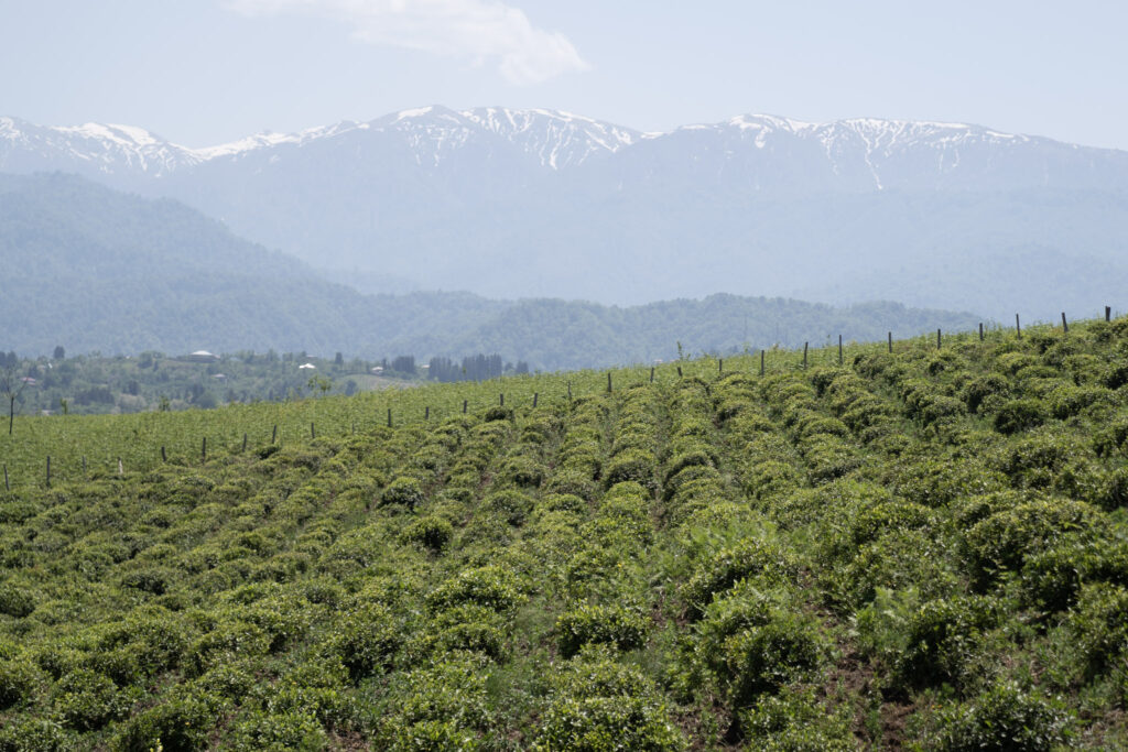 Shemokmedi's plantations in the iconic village of Nagomari