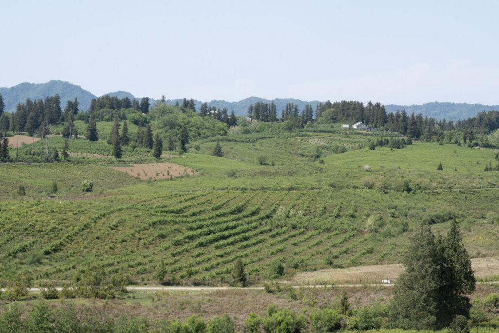Tea plantation landscape featuring rows of tea bushes on rolling hills under a clear blue sky.