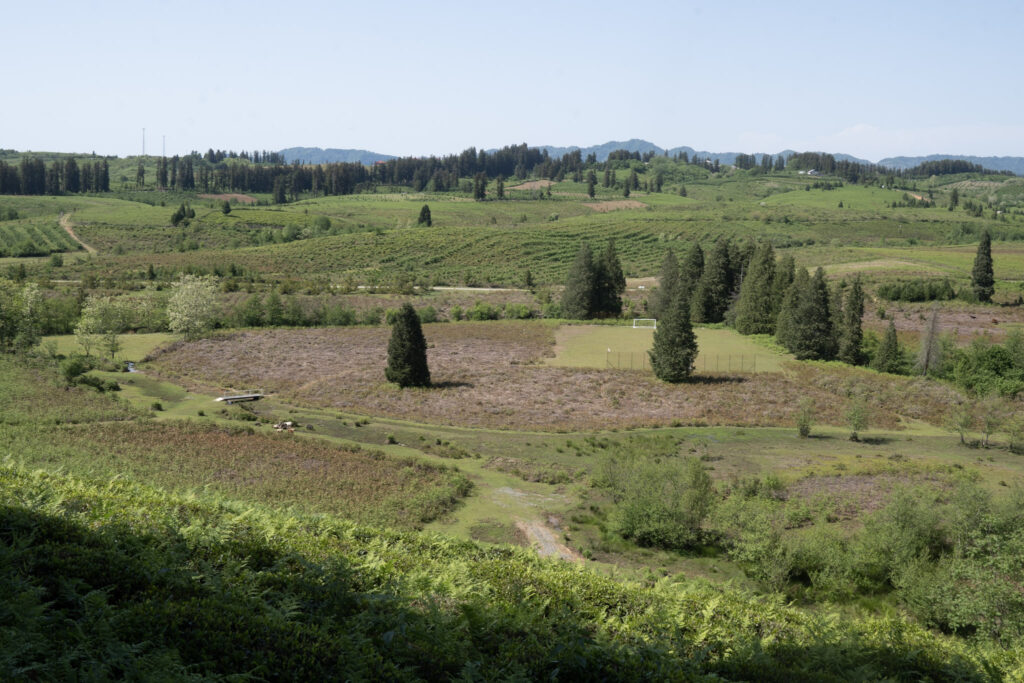 A wide open tea field with sparse vegetation, surrounded by trees and distant hills under a clear sky.