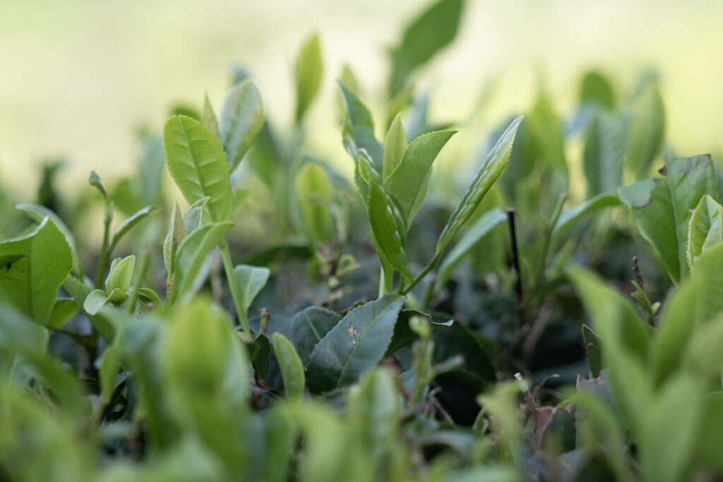 Close-up view of fresh green tea leaves growing in a bush.