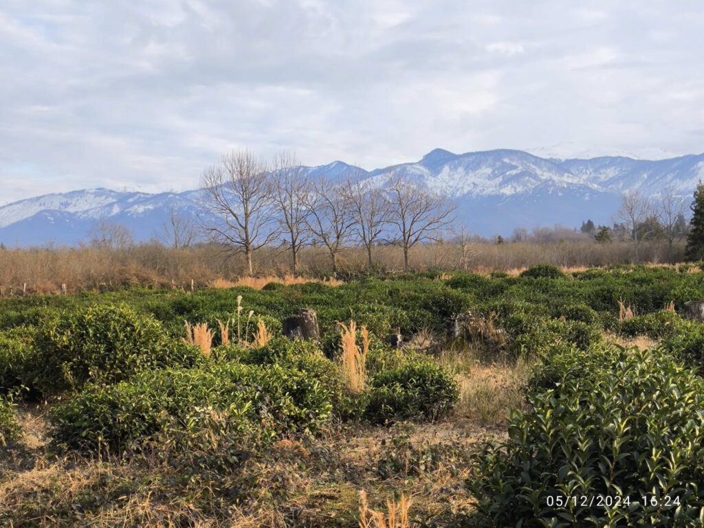 Andro Tavartkiladze's plantation in Nagomari with green shrubs and bare trees against a mountain backdrop.