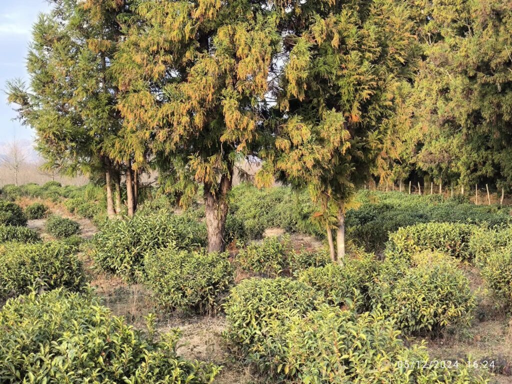 Tea plants growing in a plantation surrounded by evergreen trees in a natural setting.
