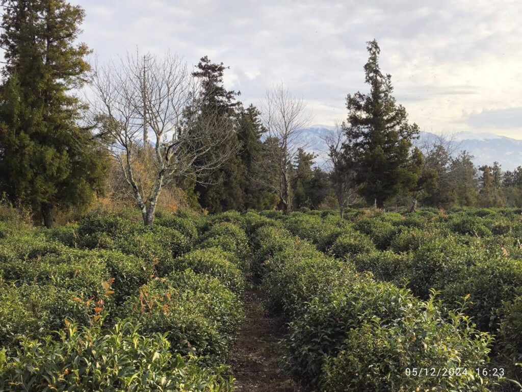 Rows of tea bushes in a plantation with trees and mountains in the background.