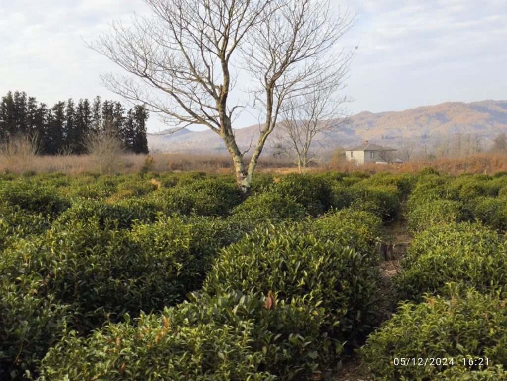 Tea plantation featuring green bushes and a bare tree in the foreground with distant mountains.