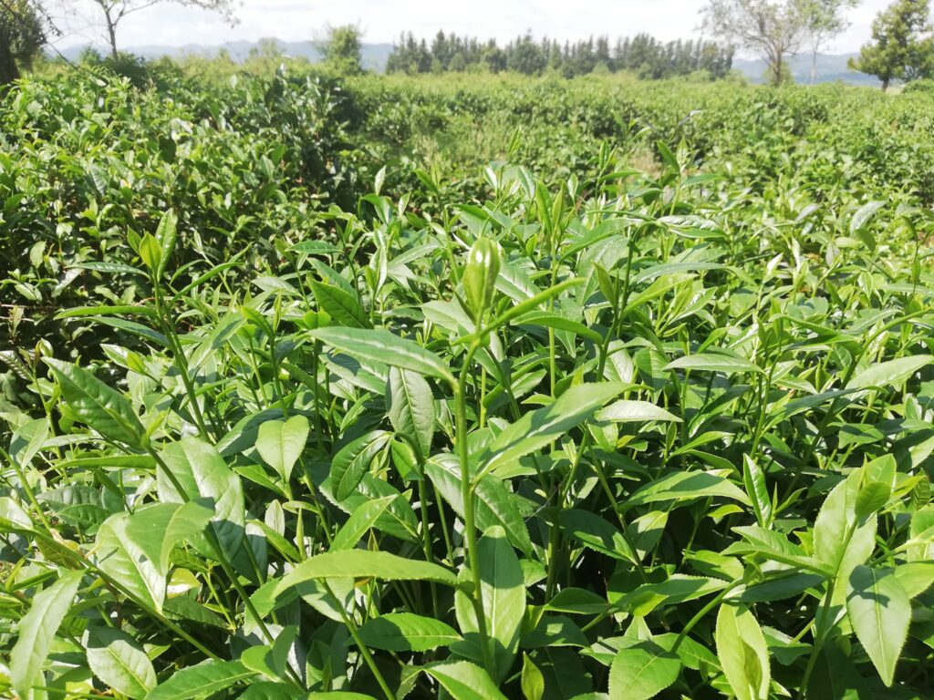 Green tea bushes with lush leaves growing in a field under clear skies.