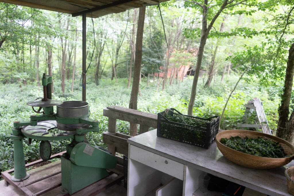 Green tea roller in an outdoor setting surrounded by trees.