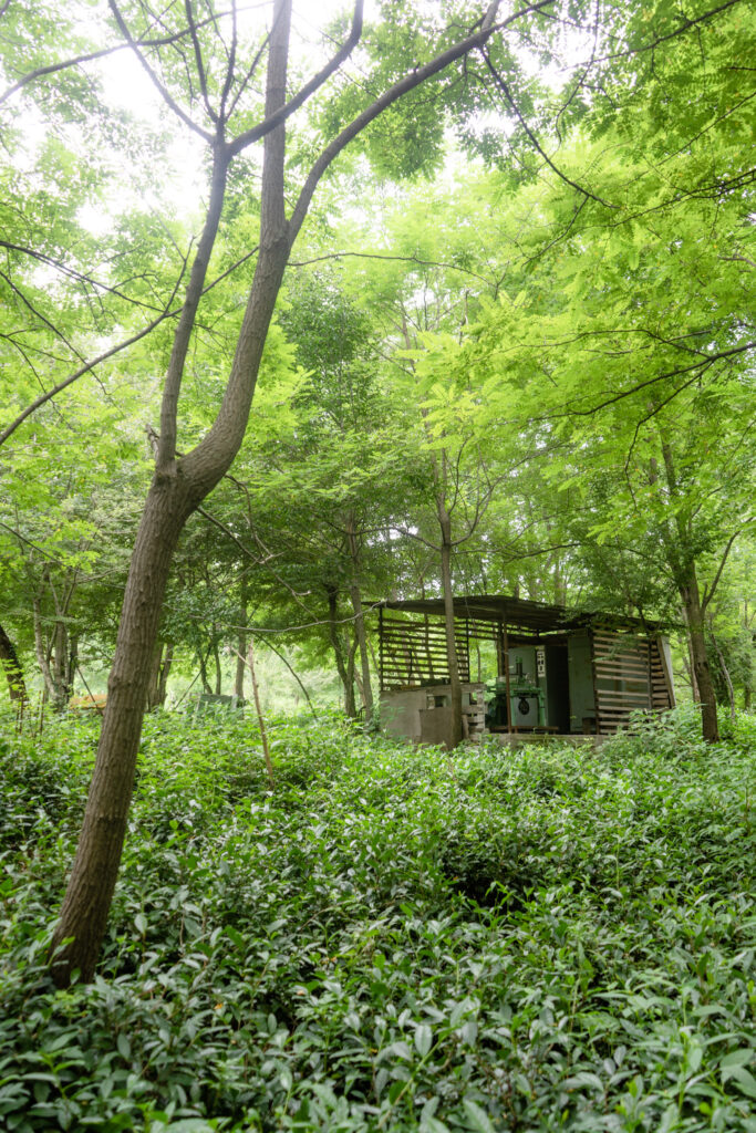The Bitsadzes' small outdoor tea factory structure nestled among lush green trees and tea bushes