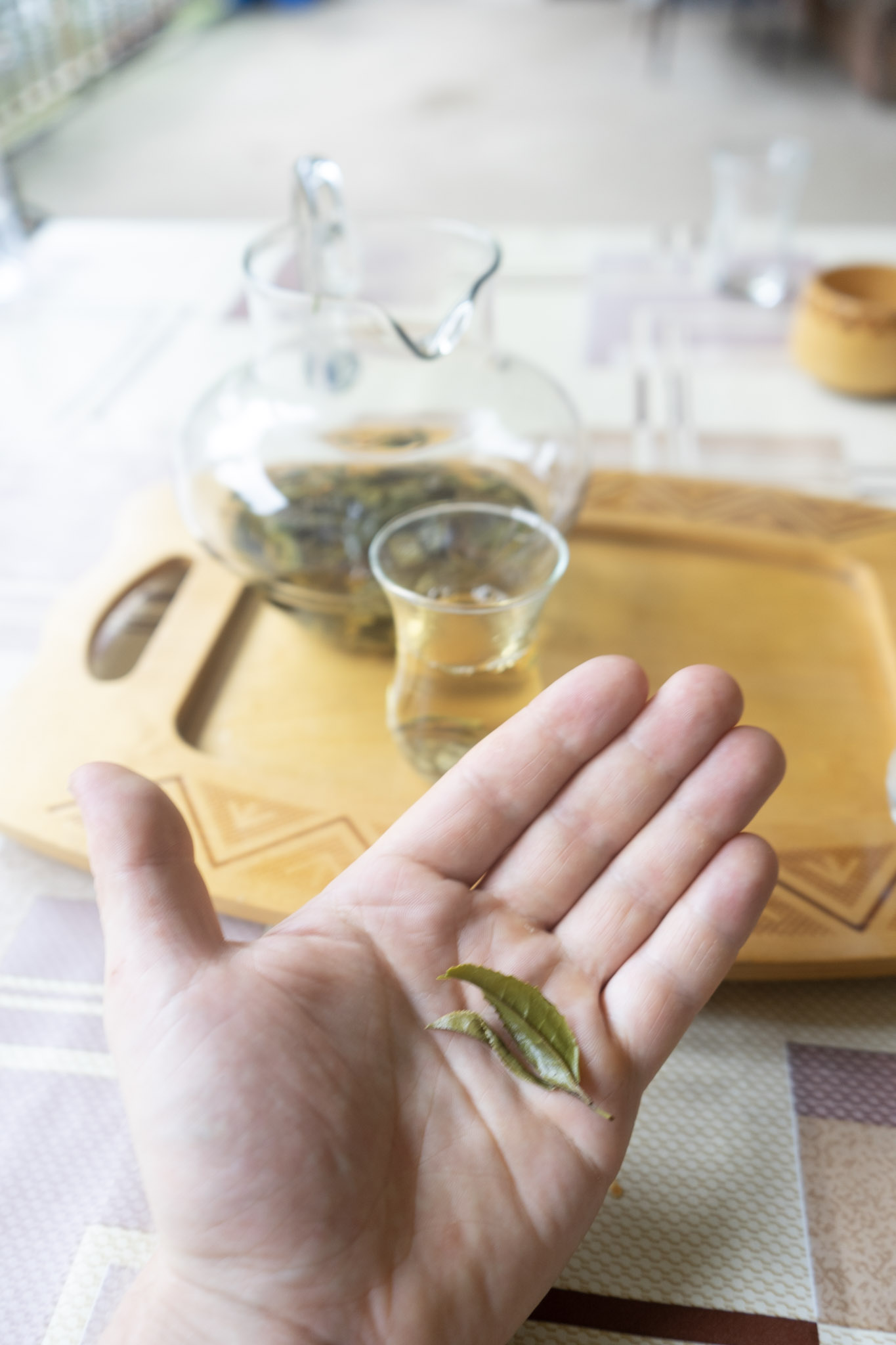 A hand holding dried white tea leaves with a glass teapot and cup in the background.