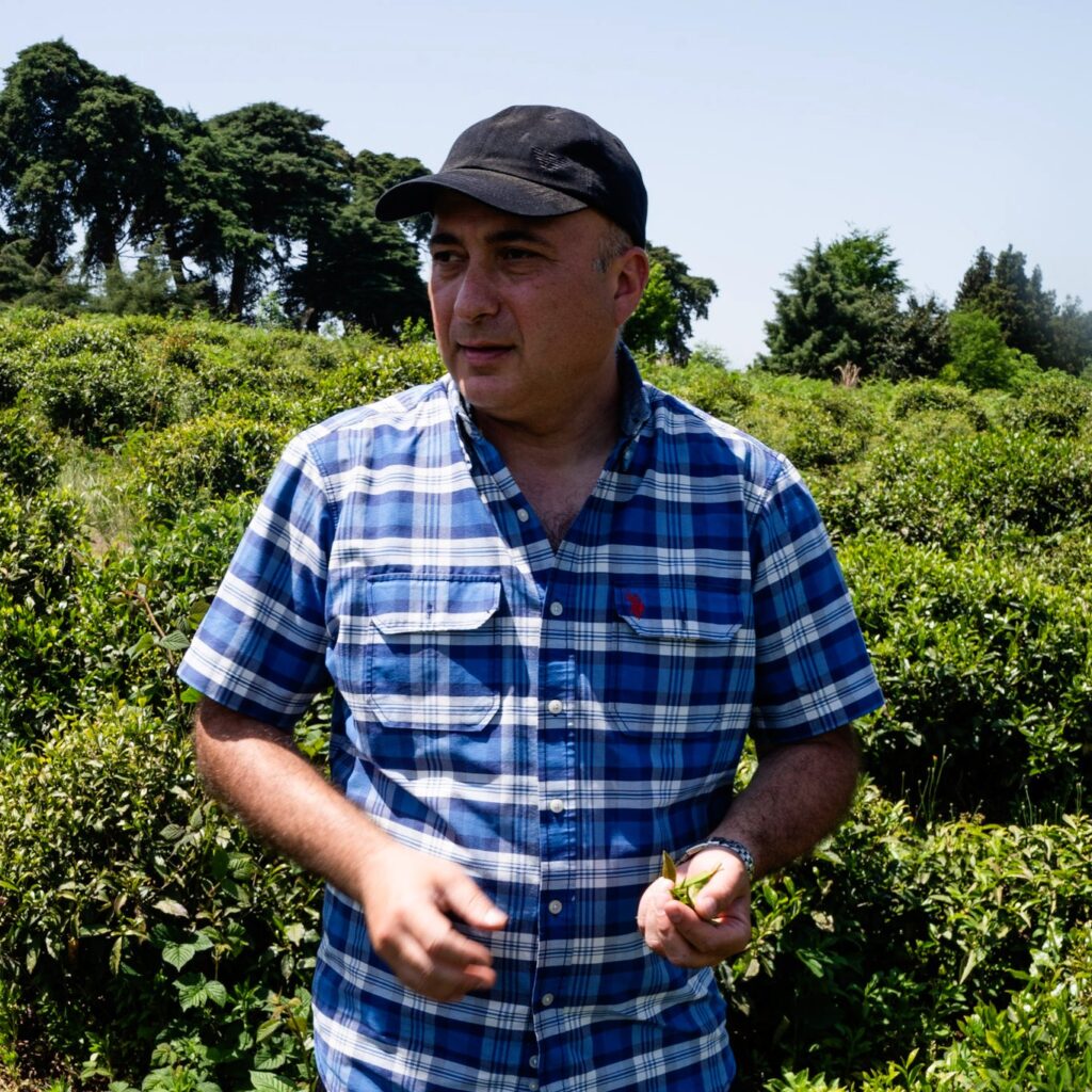 Giorgi Maisuradze wearing a plaid shirt and cap, holding tea leaves in a field.