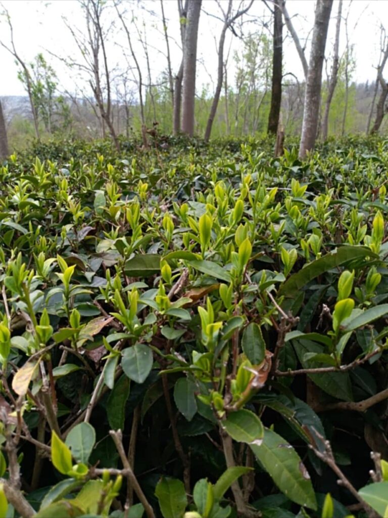 Close-up view of tea bushes showing new green leaves and buds in a plantation.