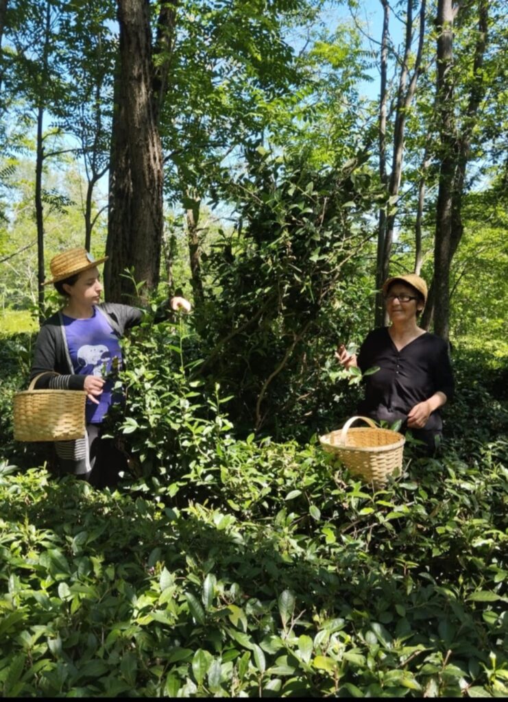 Two individuals picking tea leaves in a lush green environment wearing straw hats and holding baskets.