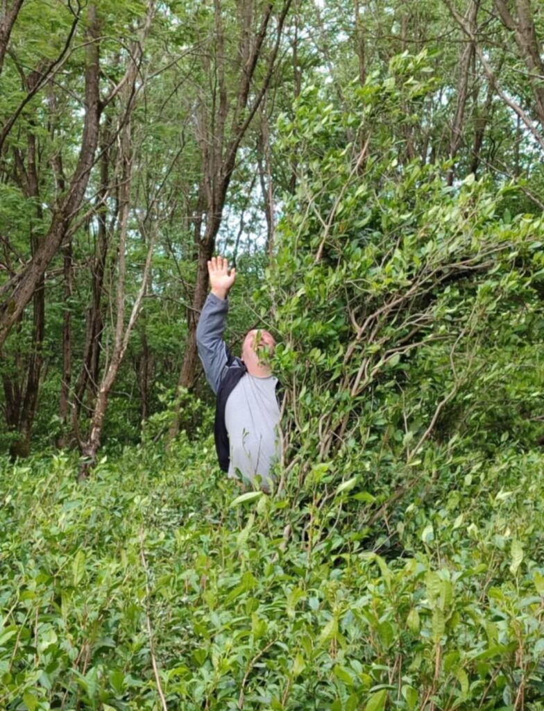 A wild tea bush, now grown up to tree size