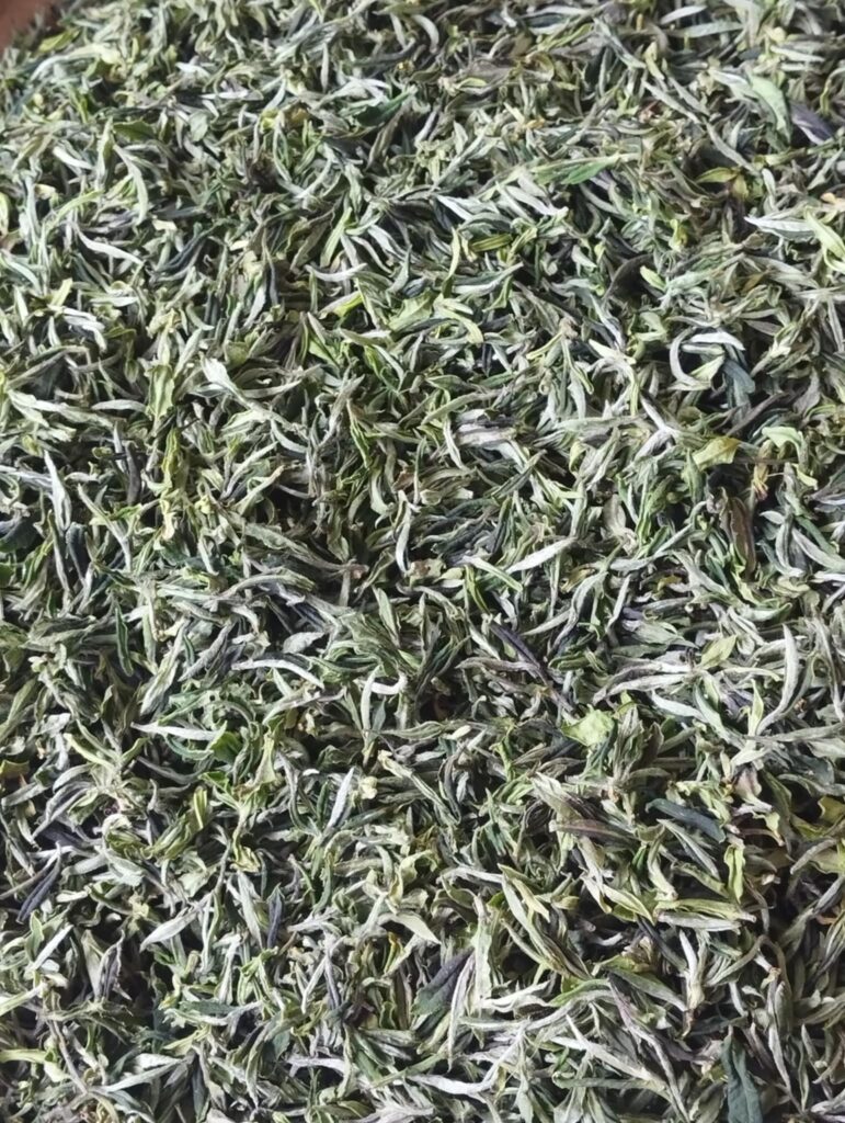 Close-up view of dried white tea leaves