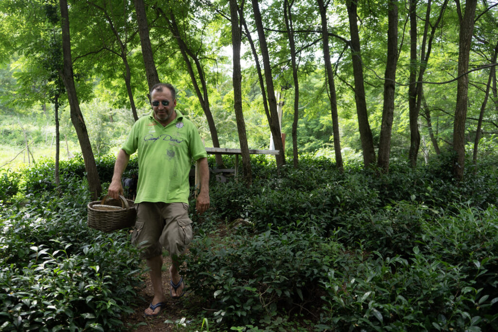 Guji carrying a basket while picking tea leaves in a garden.