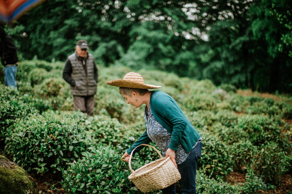 Lika plucking some tea leaves with a visitor