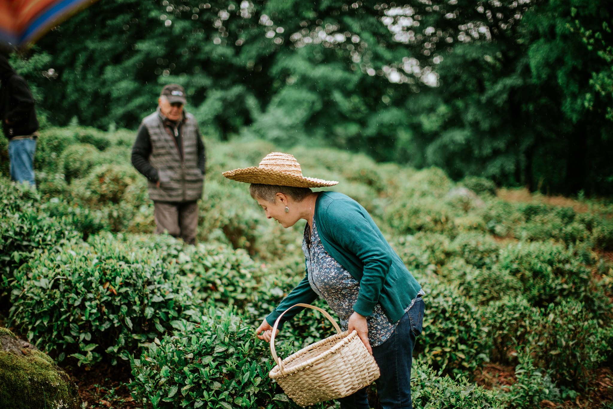 Lika plucking some tea leaves with a visitor