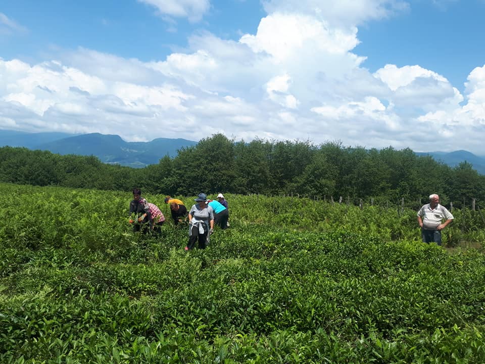 Group of workers harvesting tea leaves in a plantation field under a cloudy sky.