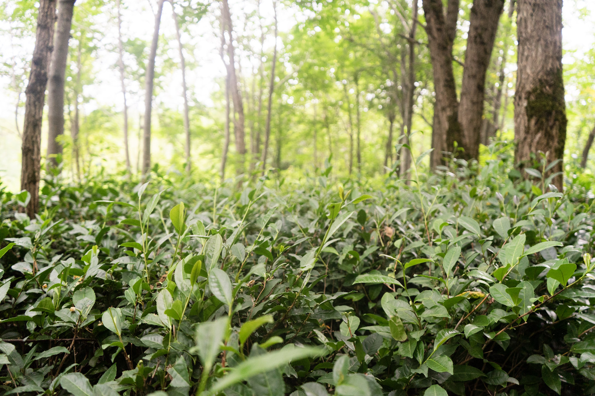 Dense tea bushes growing in a forested area with trees in the background.