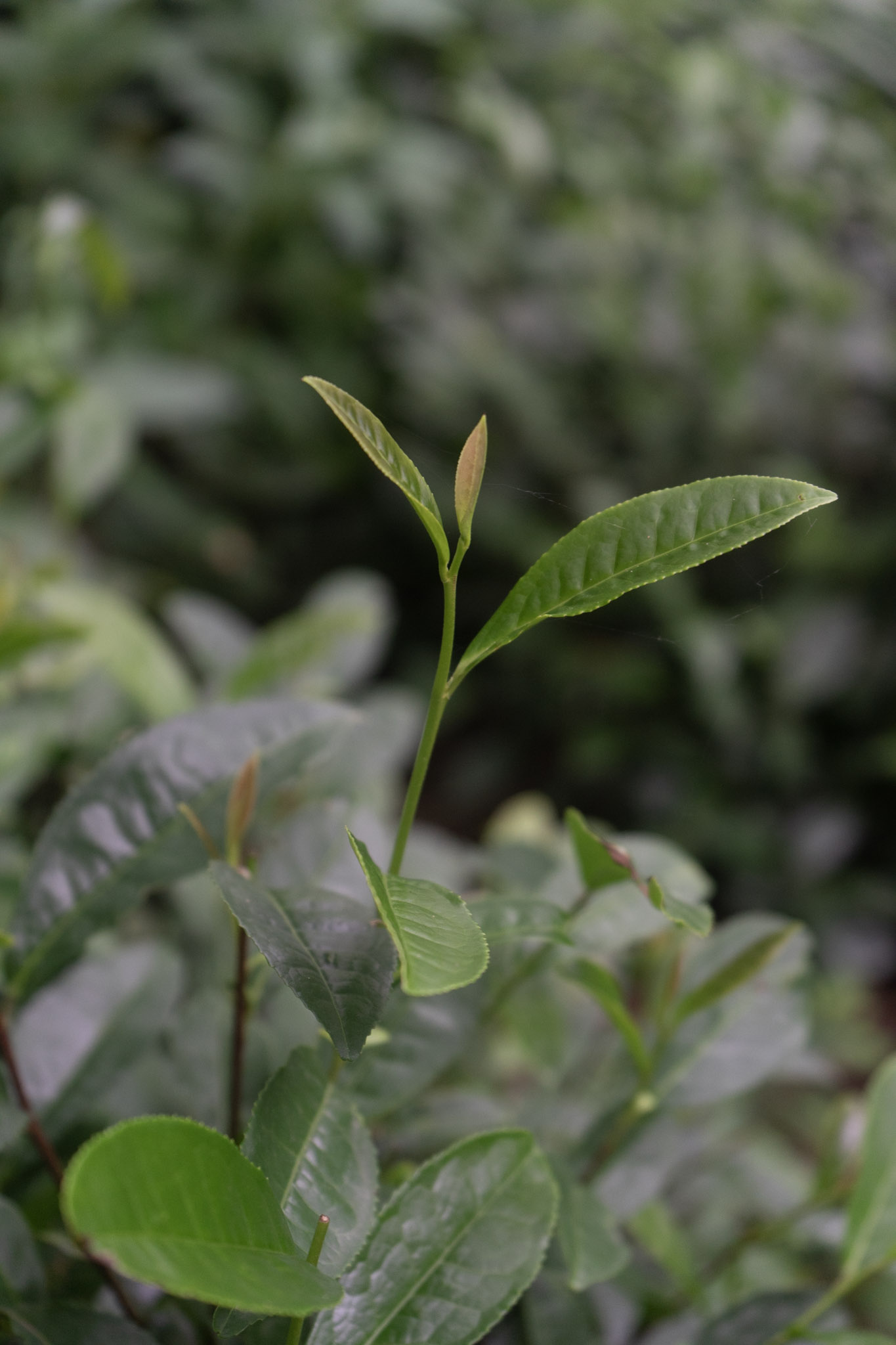 Close-up of fresh tea leaves on a green tea plant with new growth visible.