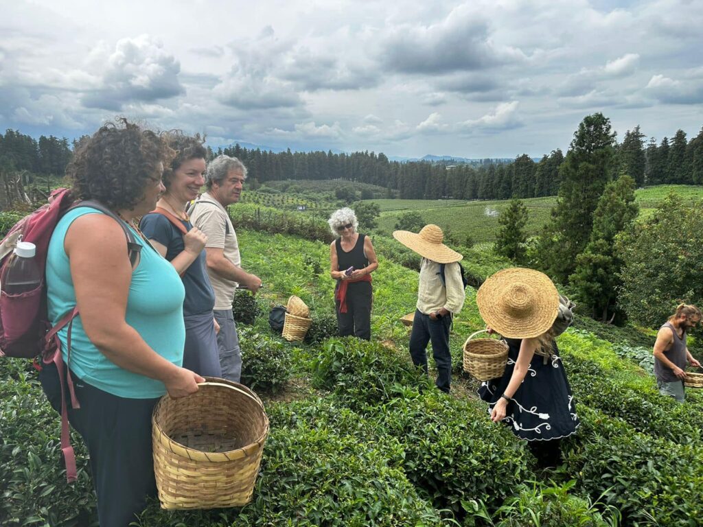 Visitors learning how to pluck tea leaves at the Zhgenti plantation