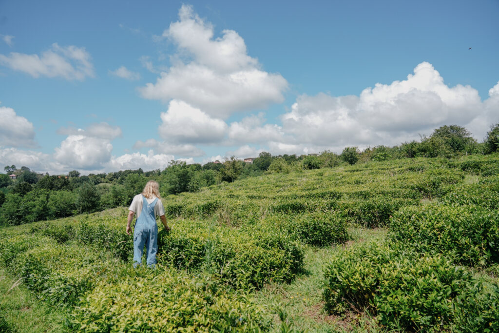 Georgii inspects the tea bushes