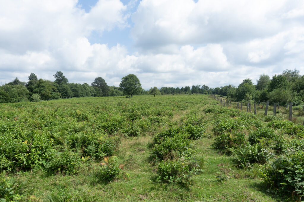 Overview of the Teamo plantations