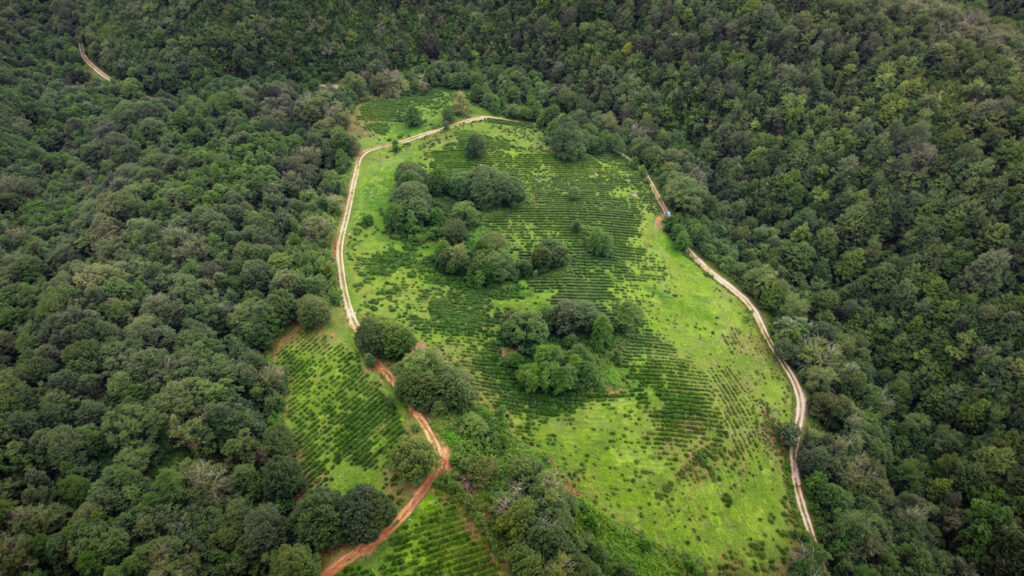 Part of the Zemo plantation from above