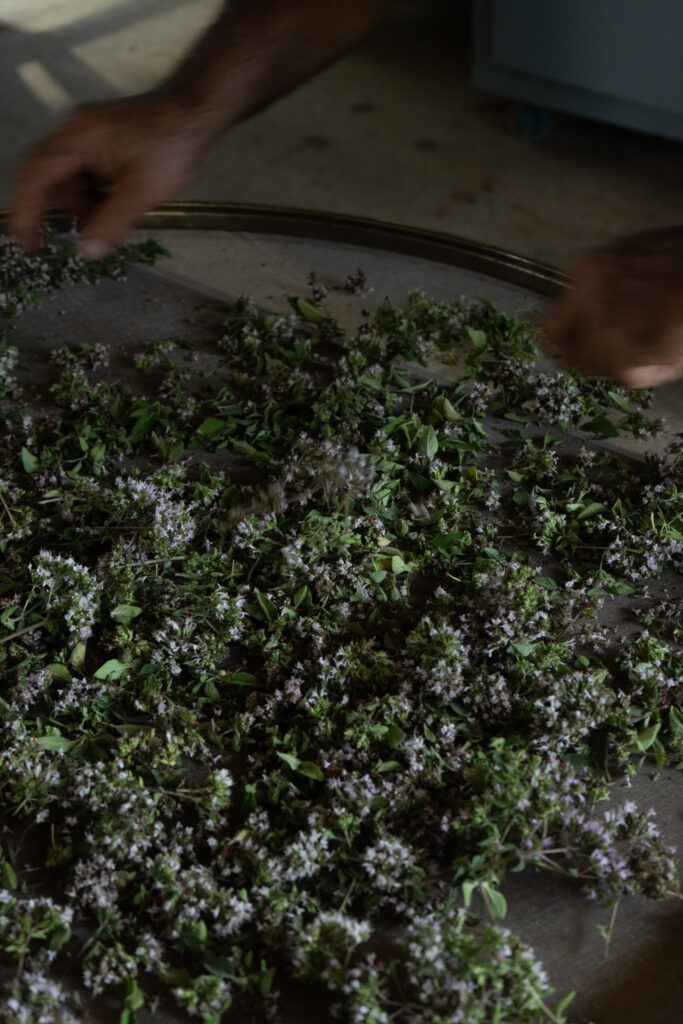 Koba sorts some wild oregano flowers