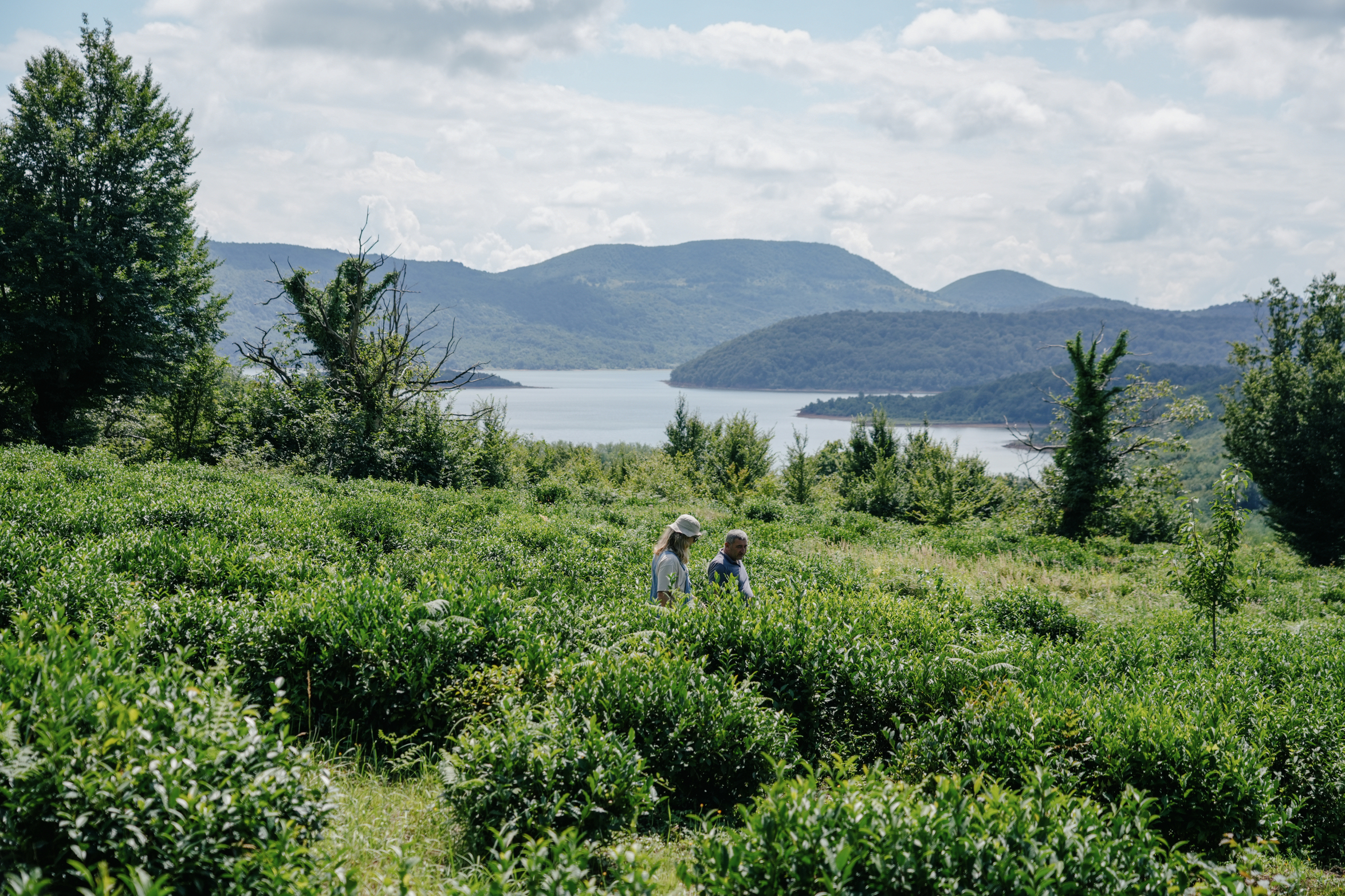 Zemo tea fields and Tkibuli reservoir