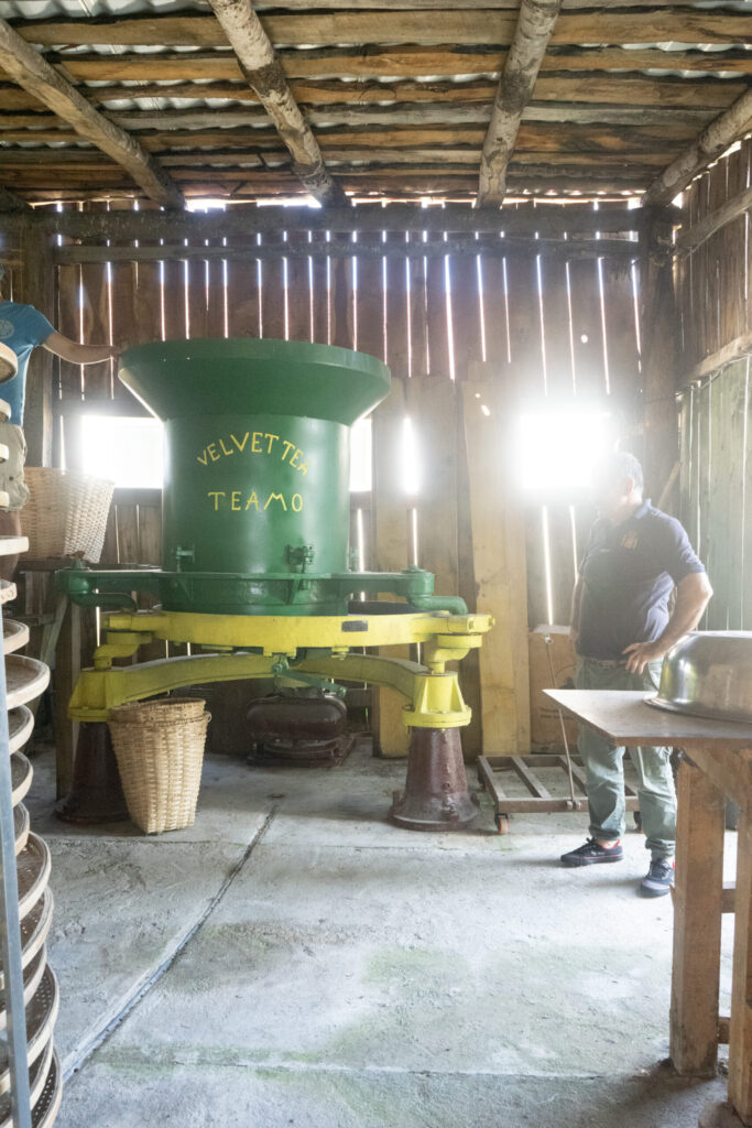 Green Velvet Teamo tea roller in Koba Shekiladze's factory