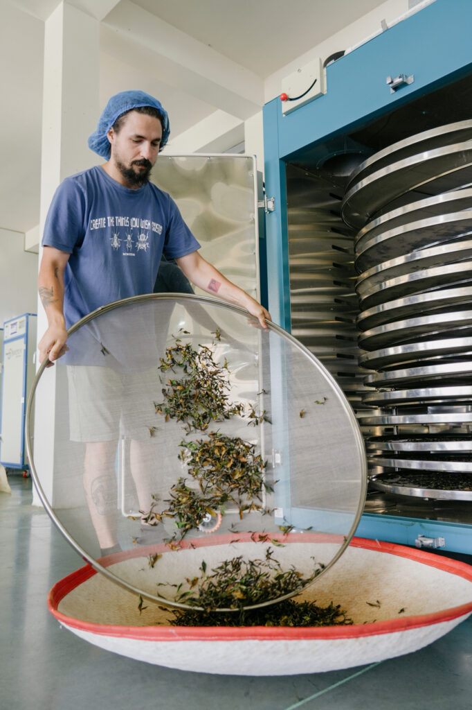 Sasha working with the tea