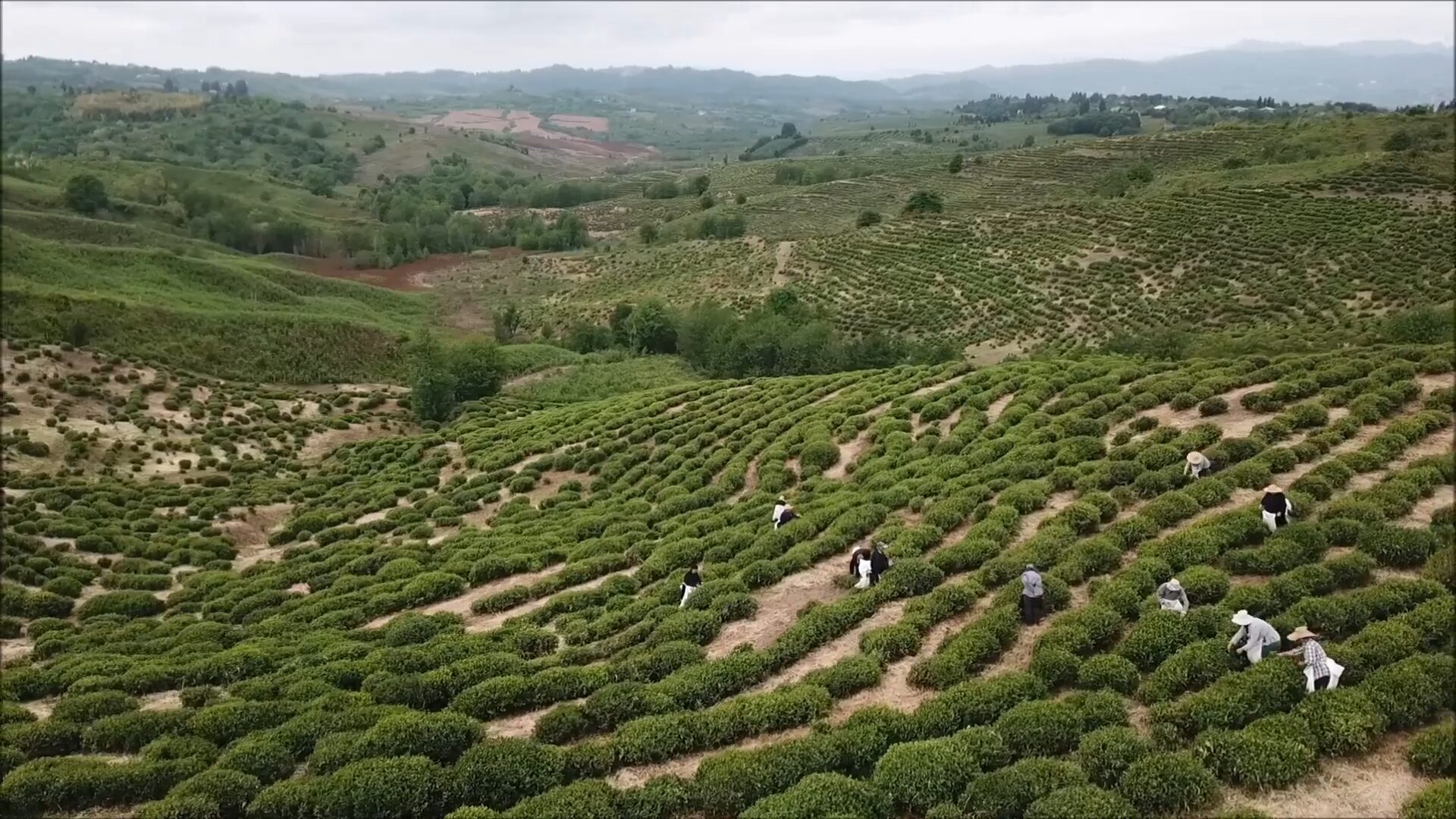 Greengold tea plantation on terraced hills with workers in hats picking tea leaves among dense green shrubs