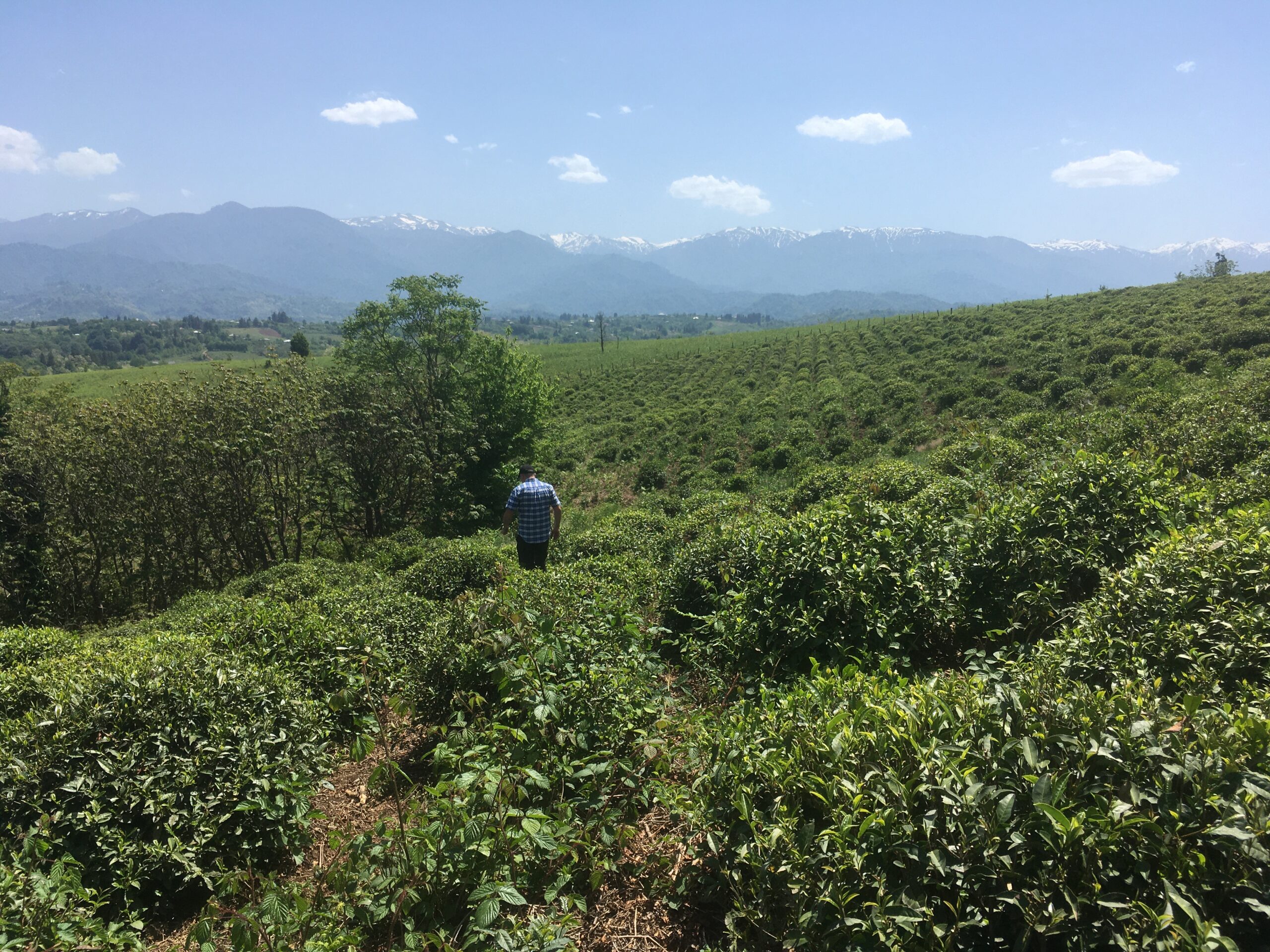 Guria tea fields with a lone worker walking through dense green tea bushes, expansive rows under a clear blue sky and distant mountains